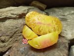 Oaxacan Jewel Heirloom Tomato