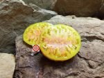Oaxacan Jewel Tomato Seeds