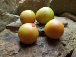 Orange Tomato Stoney's Neighbors Rare Tomato
