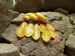 Blush Tomato Seeds