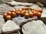 Tomato Brownberry Tomato Seeds
