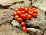 CLN 1555 Tomato - Image 5