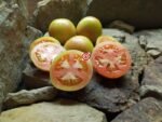 Tomato Stoney's Neighbors Rare Tomato Seeds