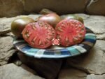 Pink Berkeley Tie Dye Tomato