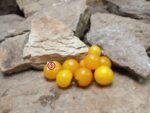 Dwarf Pinoccihio Yellow Micro Tomato - Image 3