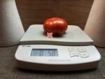 President Garfield Heirloom Tomato