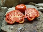 President Garfield Tomato