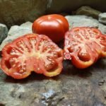 President Garfield Tomato