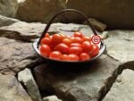 Rare Tomato CLN 1555 Tomato
