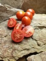 Rare Tomato Charlie Scott's Wartime Tomato
