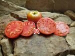 Red Tomato German Queen Tomato