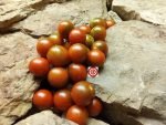 Ron's Carbon Copy Cherry Tomato