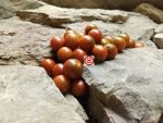Ron's Carbon Copy Tomato Seeds