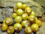 Stripes of Yore Tomato