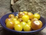 Stripes of Yore Tomato - Image 3
