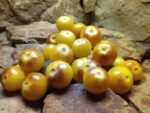 Stripes of Yore Tomato - Image 4