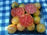 Stoney's Neighbors Tomato