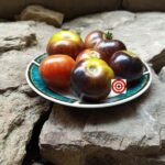 Striped Antho Dwarf Tomato