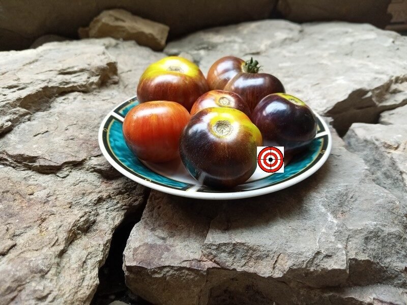 https://bountyhunterseeds.com/wp-content/uploads/2018/01/Striped-Antho-Dwarf-Tomato-550x550@2x.jpg