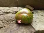 Striped Tomato Harvard Square Tomato