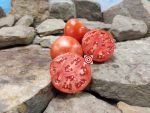 Super Fantastic F3 Tomato