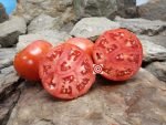 Super Fantastic F3 Tomato Red Tomatoes.