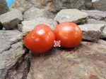 Super Fantastic F3 Tomato Sandwich Tomatoes.