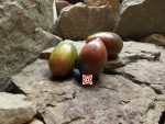 Sweet Tooth Organic Tomato Seeds
