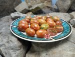 Tumbling Tiger Tomato