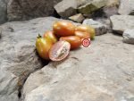 Tumbling Tiger Tomato Salad Tomatoes