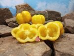 Yellow Stuffer Tomato Baking Tomatoes.