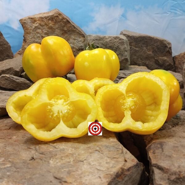 Yellow Stuffer Tomato Baking Tomatoes.