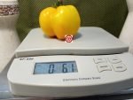 Yellow Stuffer Tomato