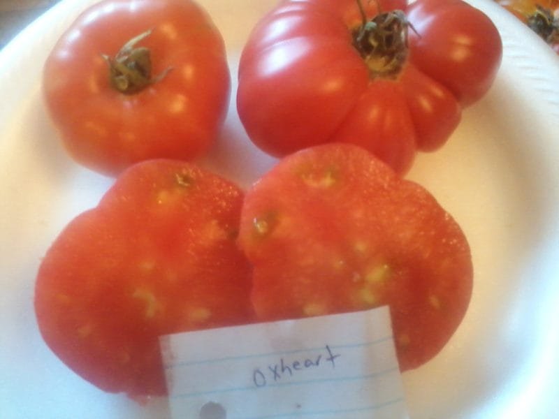 Oxheart Red Tomato - Bounty Hunter Seeds