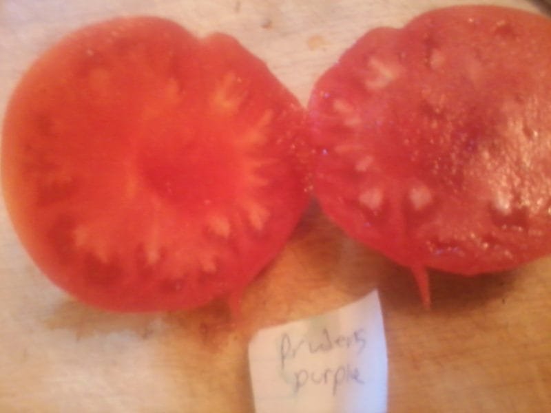 prudens purple 2