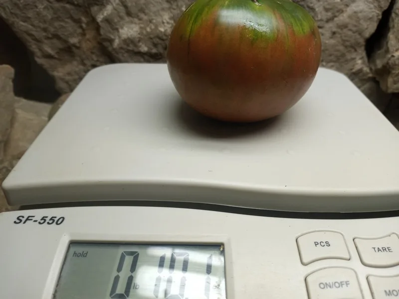 BOUNTY'S BEST INDETERMINATE TOMATOES