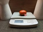 Bicolored Tomato Pride of Flanders Tomato