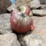 Bounty's Best Tomato Seeds.