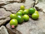 Cherry Tomato Sister Keyes by Dean Slater