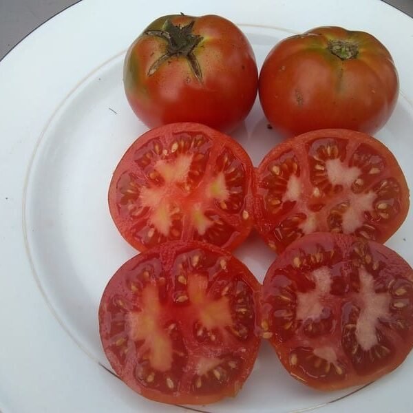 Opals Homestead Tomato