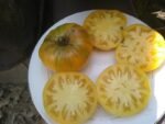 T.C. Jones Tomato - Image 8