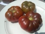 Turks Muts Tomato