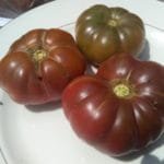 Turks Muts Tomato