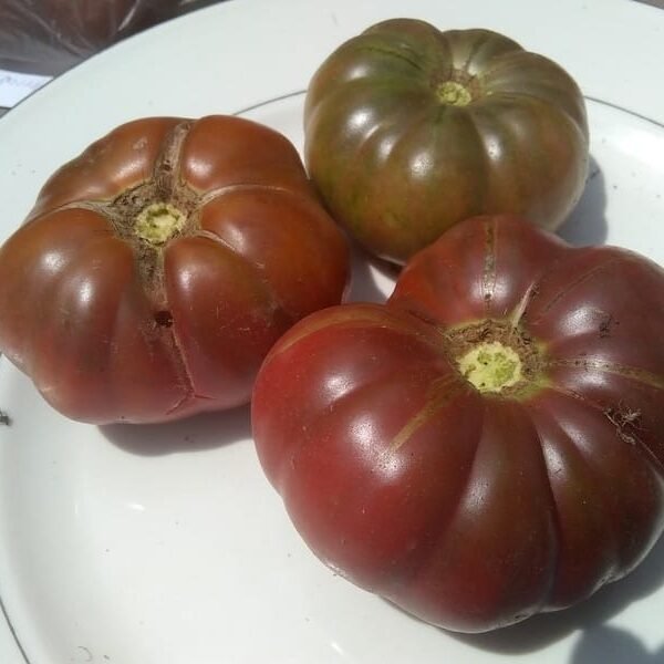 Turks Muts Tomato