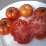 Widbutt Ghana Tomato