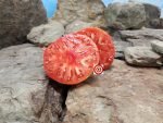 Monarch Buists Tomato Seeds