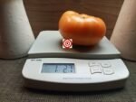 Nelson's Golden Giant Tomato