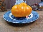 Nelson's Golden Giant Tomato.