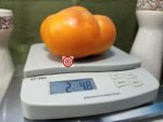 Nelson's Golden Giant Tomato Heirloom Tomatoes.