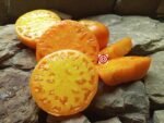 Nelson's Golden Giant Tomato Seeds